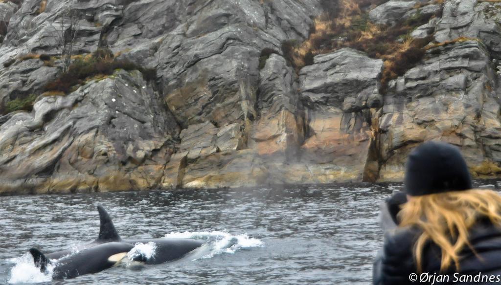 Gulen Dive Resort Dalsøyra 외부 사진
